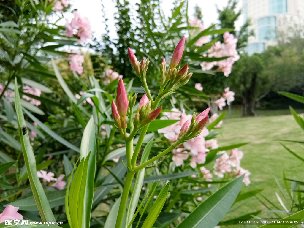 夹竹桃花苞花蕾