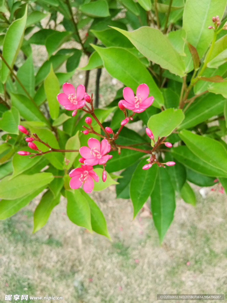 琴叶珊瑚花朵