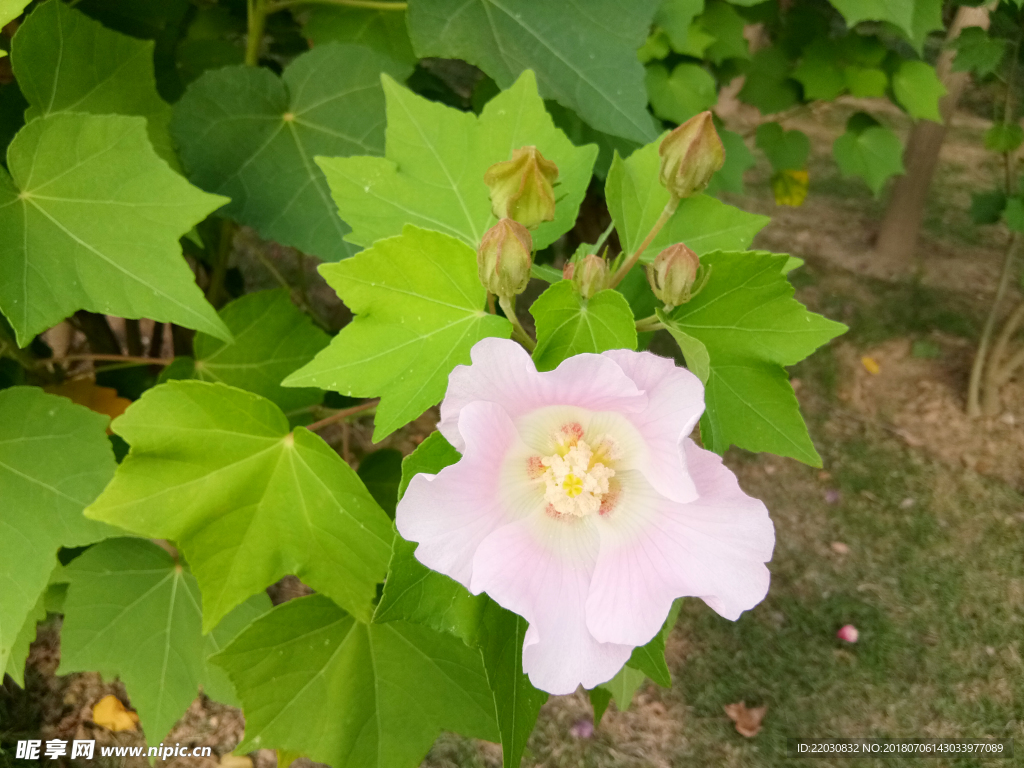 木槿花开