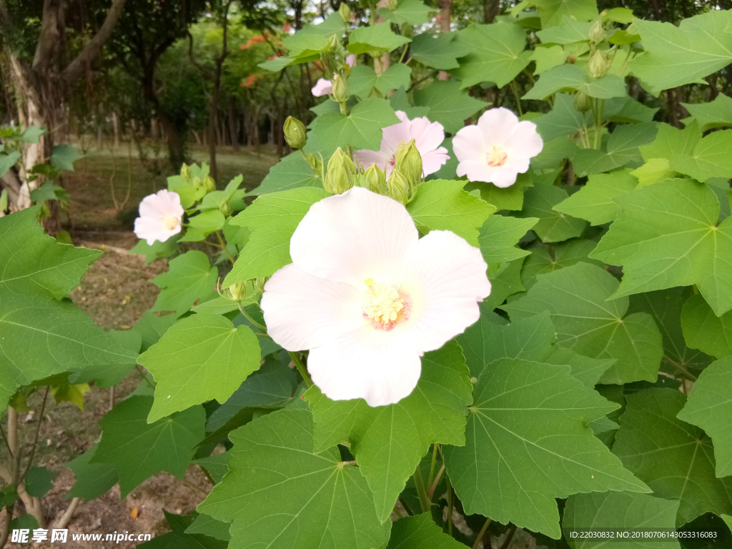 木槿花