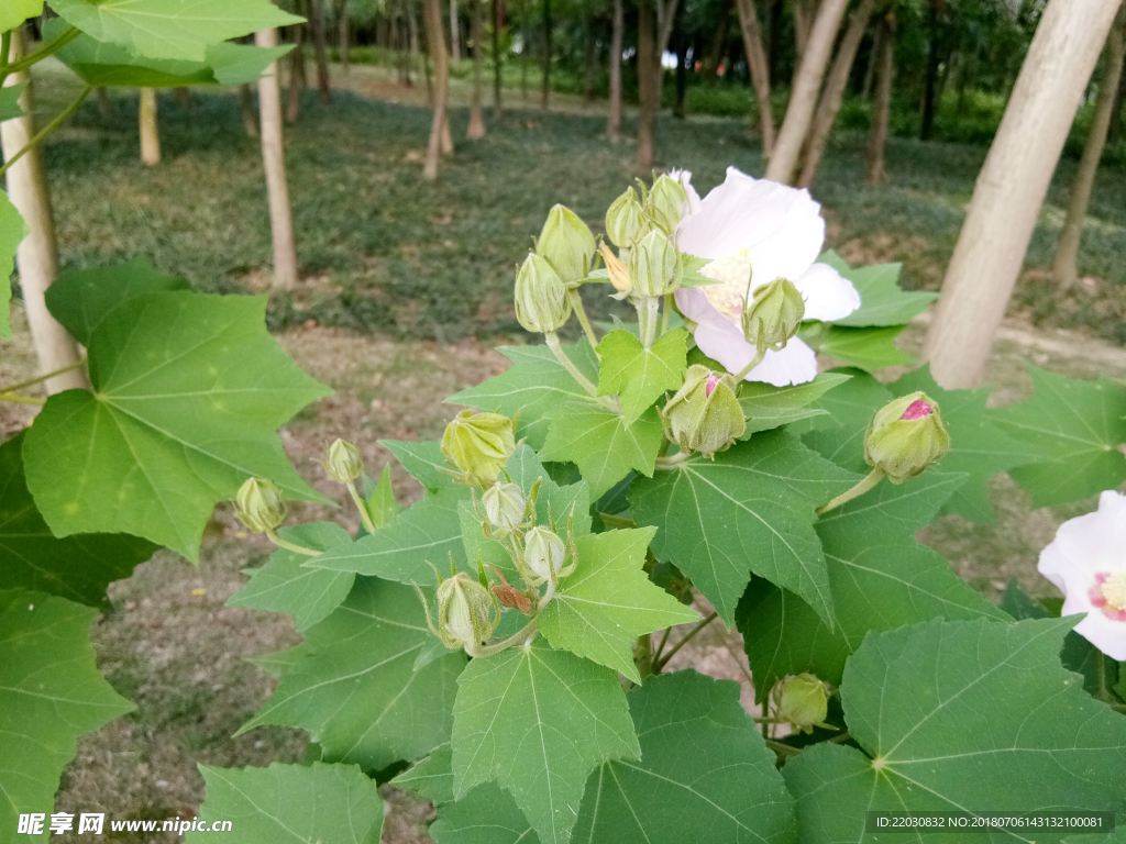 木槿花朵花苞