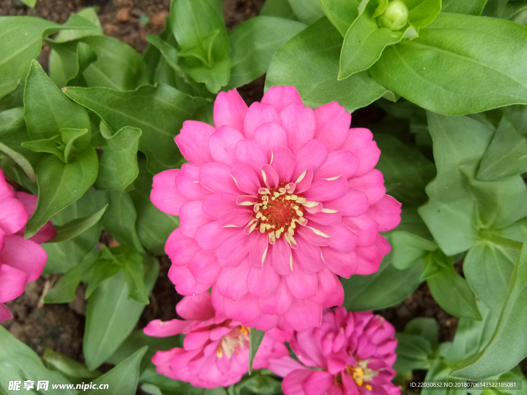 粉色菊花