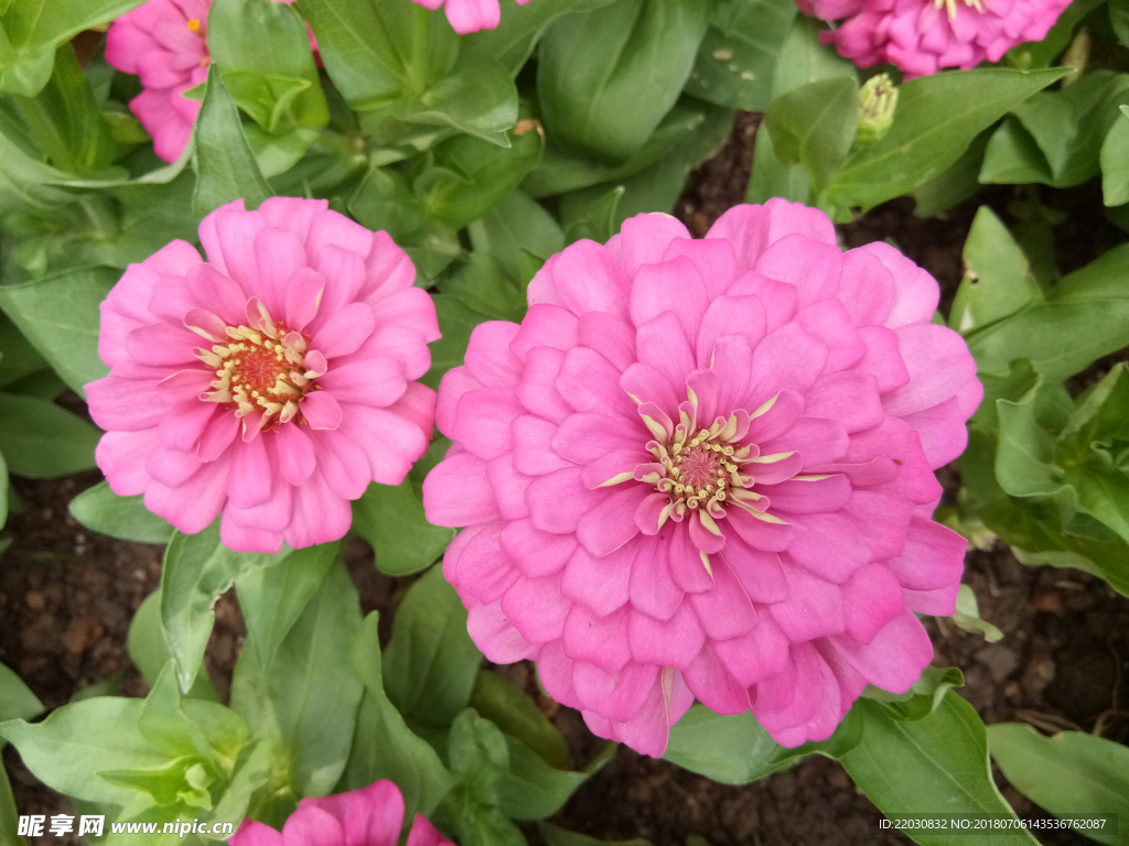 粉色菊花