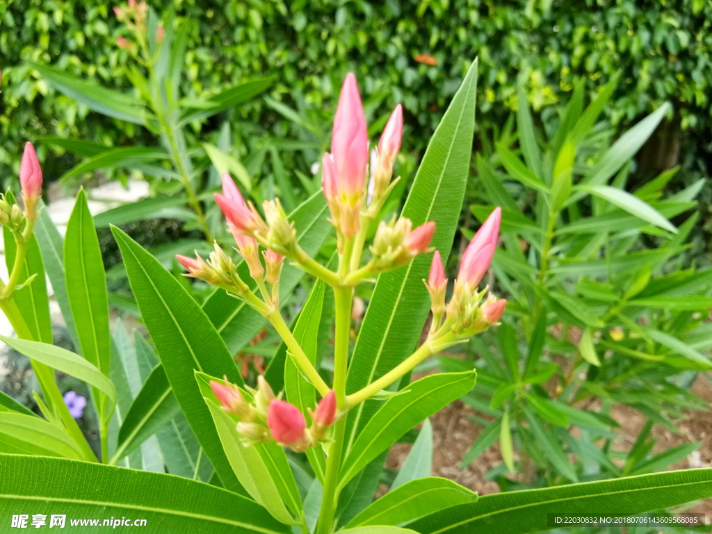 琴叶珊瑚花苞