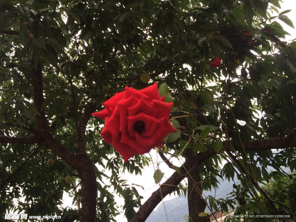 花