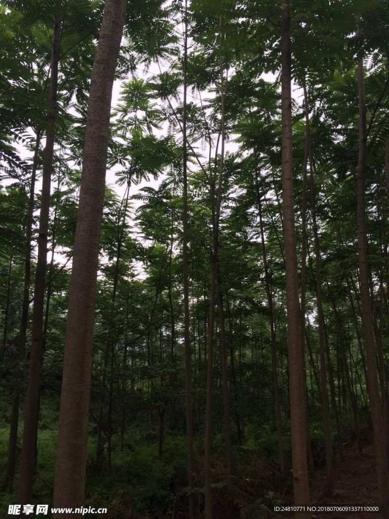 小树林