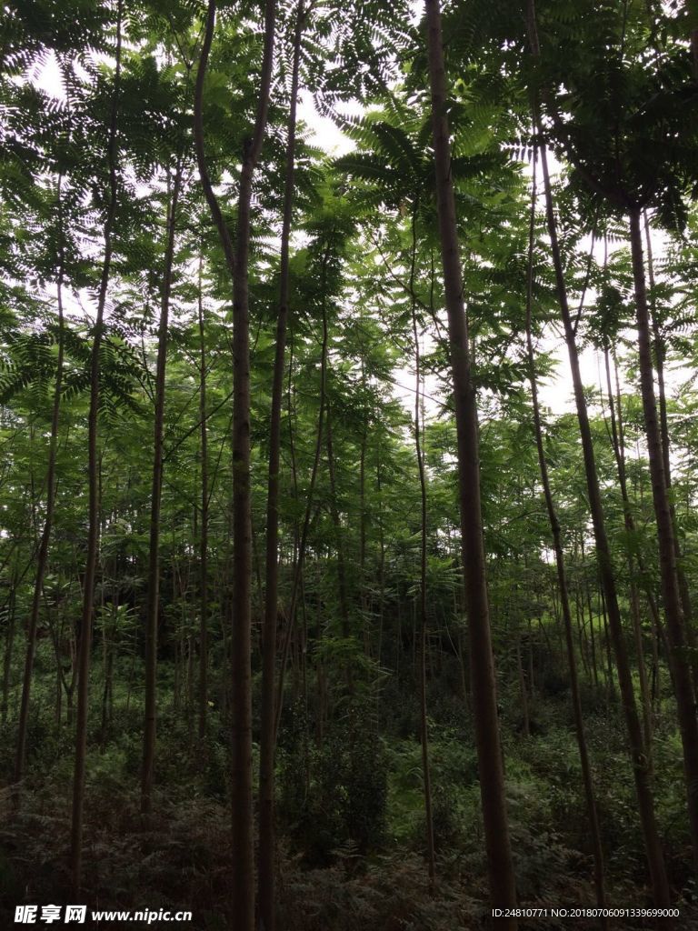 小树林