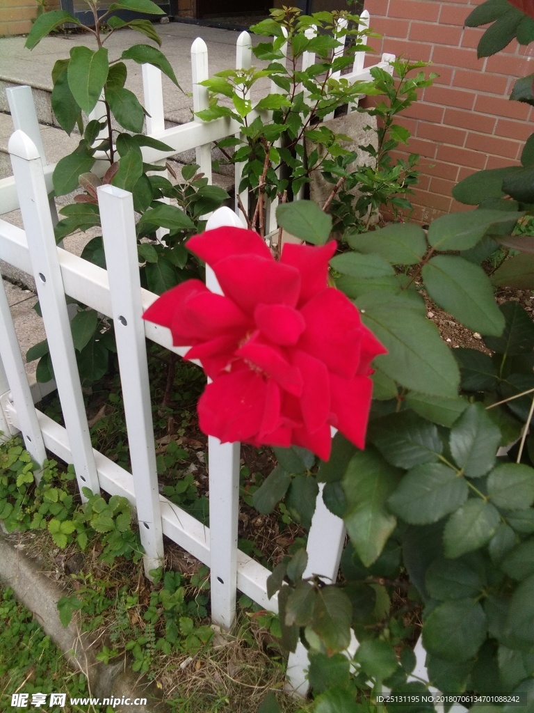 玫瑰花