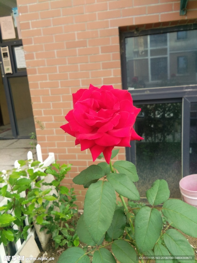 玫瑰花