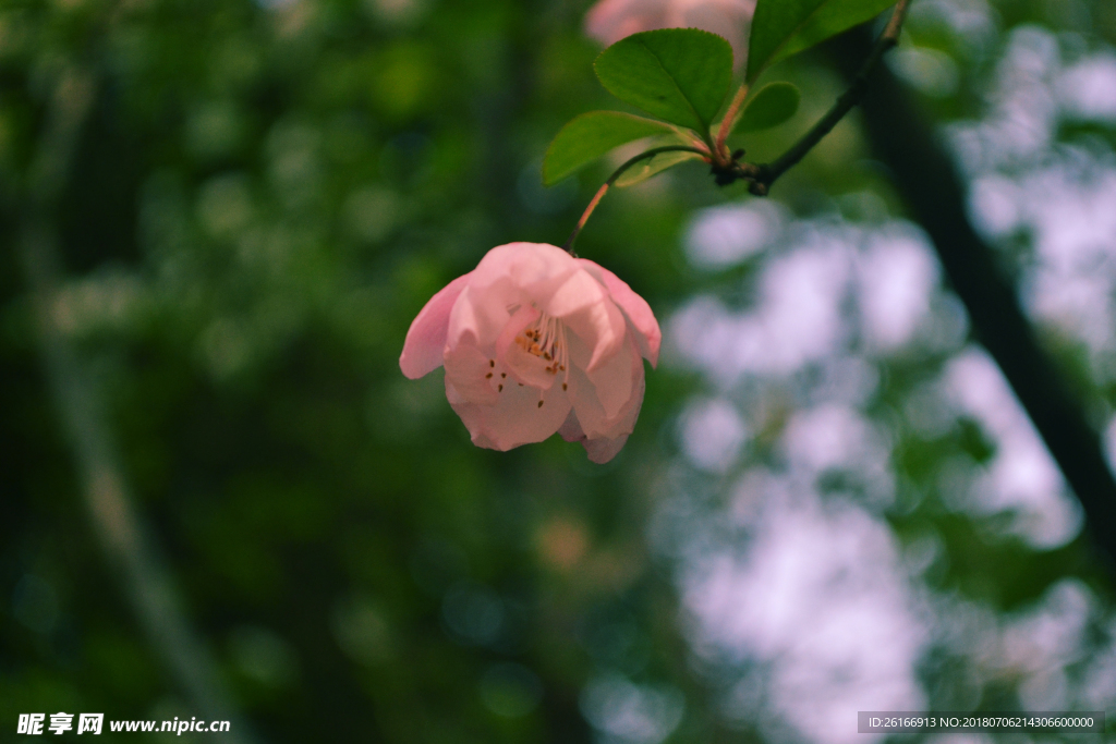 桃花