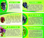 葡萄品种简绍牌