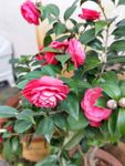 山茶花