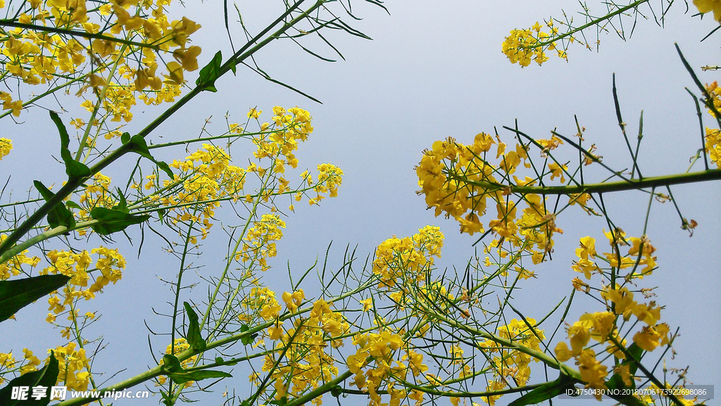 油菜花