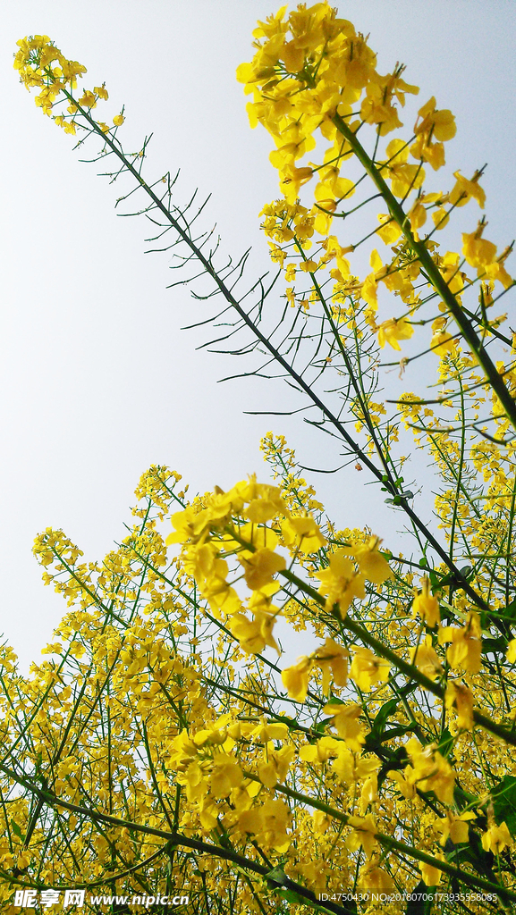 油菜花