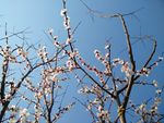 桃花蓝天