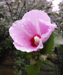 木槿花