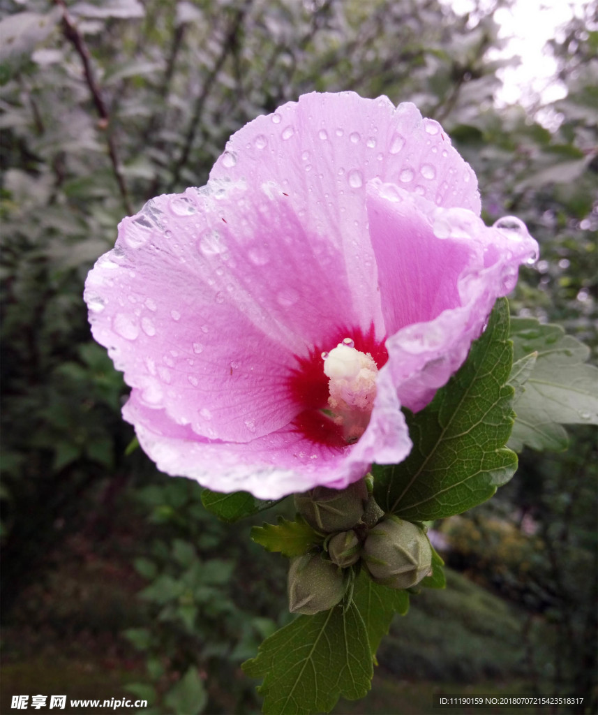 木槿花