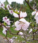 粉色桃枝