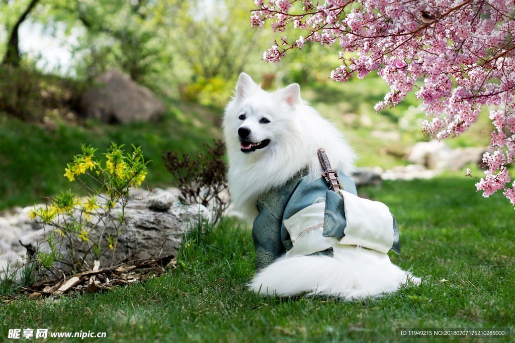 狗摄影图片 狗写真壁纸