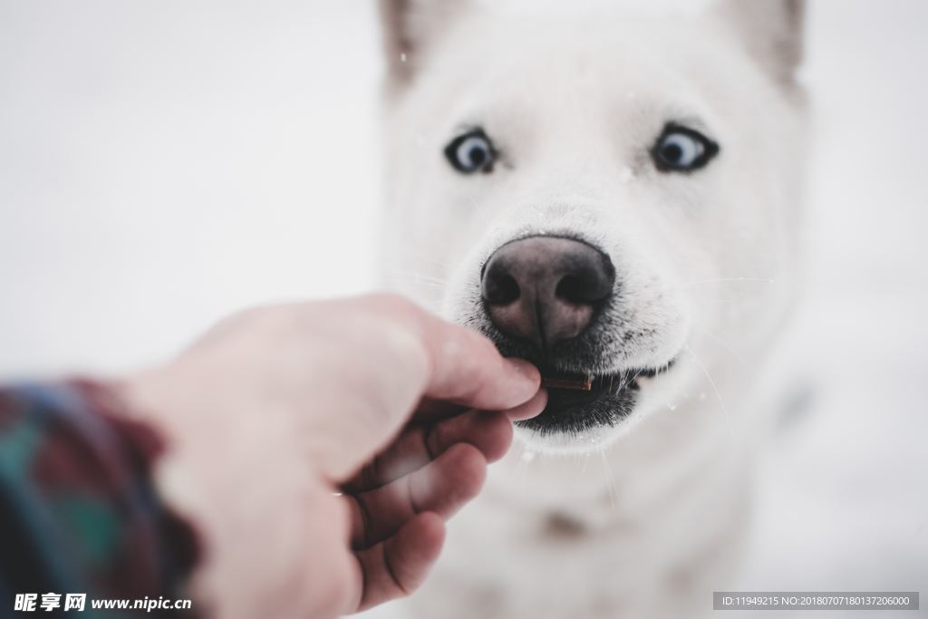 狗摄影图片  狗写真壁纸