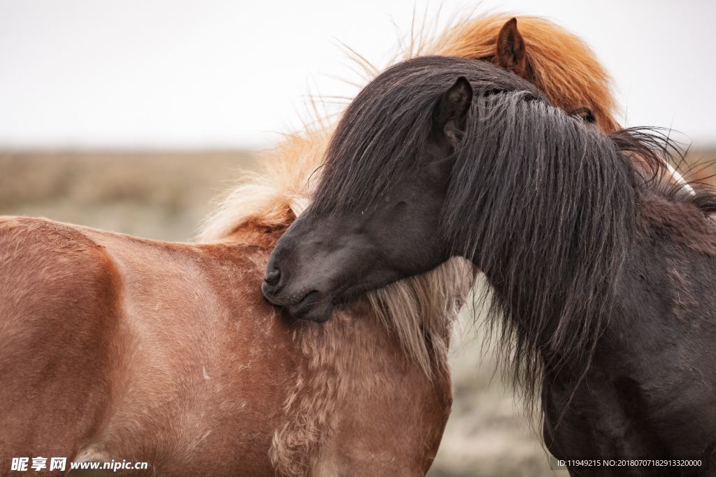 马摄影图片   马写真壁纸