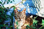 猫摄影图片   宠物写真壁纸
