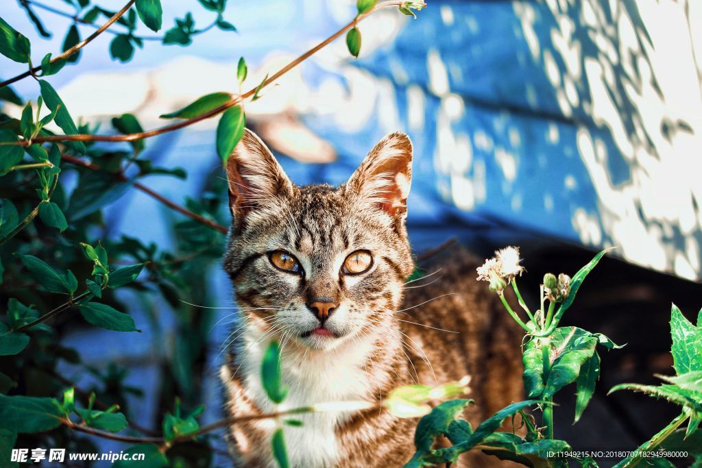 猫摄影图片   宠物写真壁纸