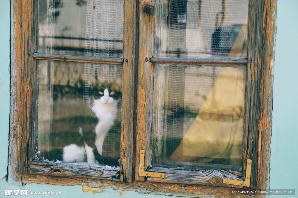 猫摄影图片   宠物写真壁纸