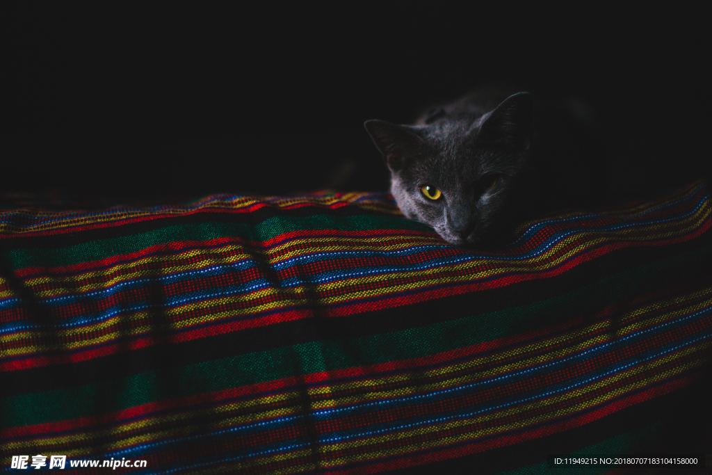 猫摄影图片   宠物写真壁纸