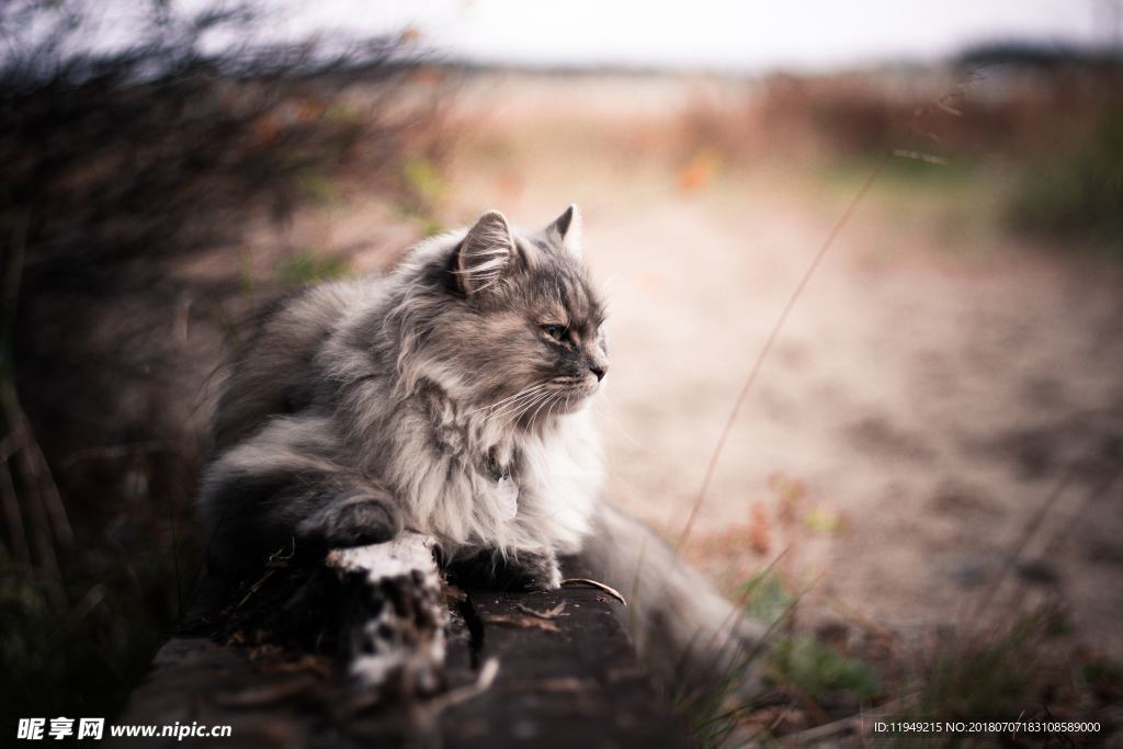 猫摄影图片   宠物写真壁纸