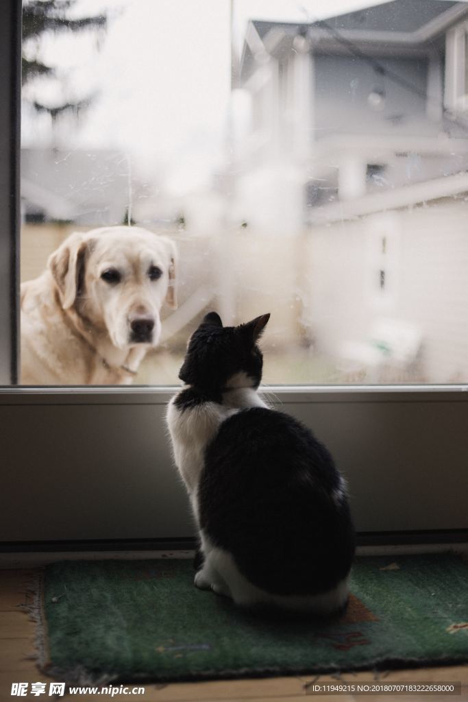 猫摄影图片   宠物写真壁纸