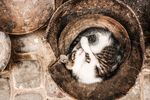 猫摄影图片   宠物写真壁纸