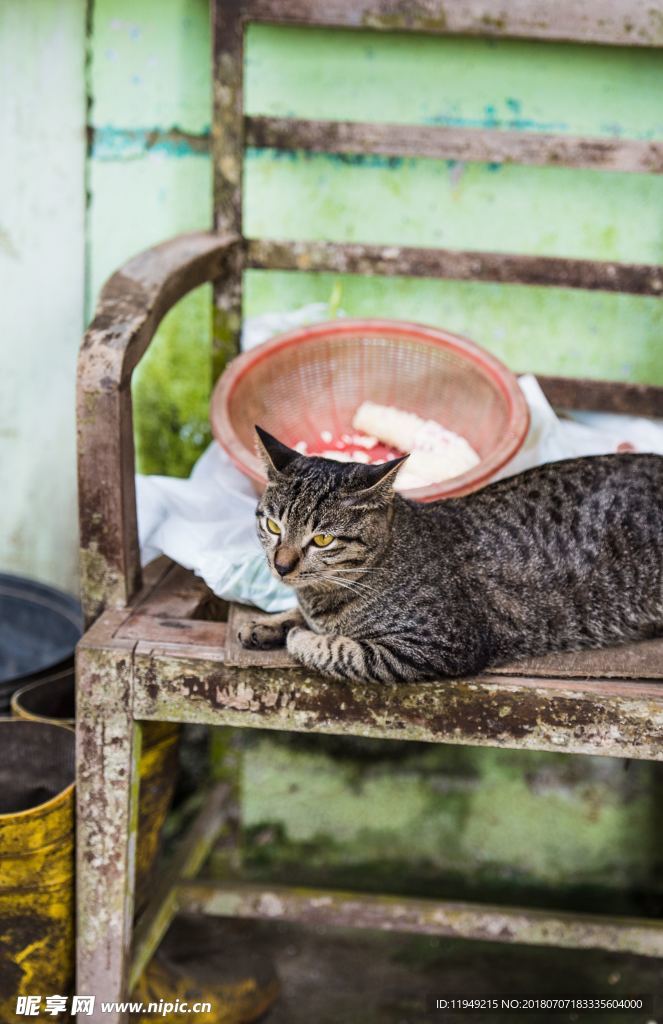 猫摄影图片   宠物写真壁纸