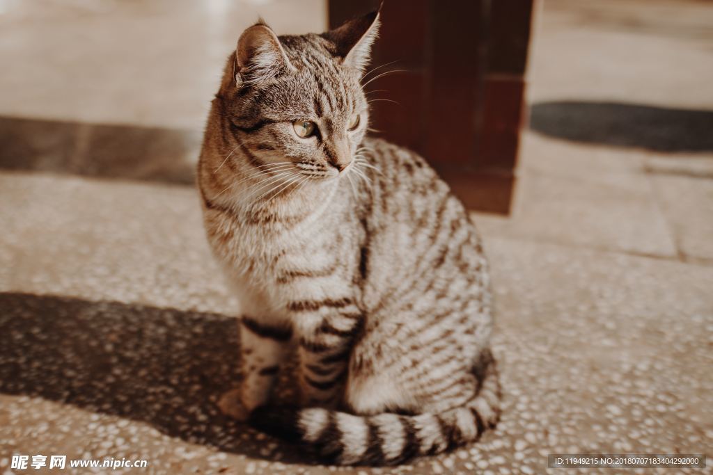 猫摄影图片   宠物写真壁纸