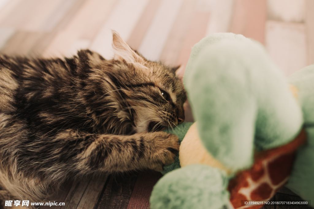 猫摄影图片   宠物写真壁纸