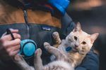 猫摄影图片   宠物写真壁纸