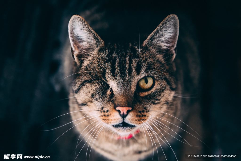猫摄影图片   宠物写真壁纸