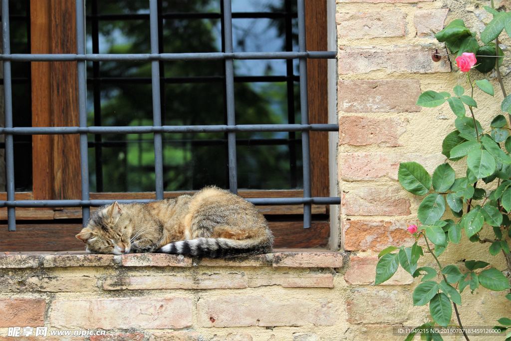 猫摄影图片   宠物写真壁纸