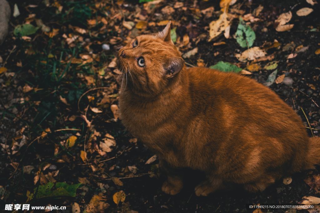 猫摄影图片   宠物写真壁纸