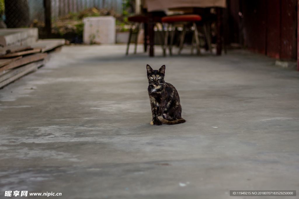 猫摄影图片   宠物写真壁纸