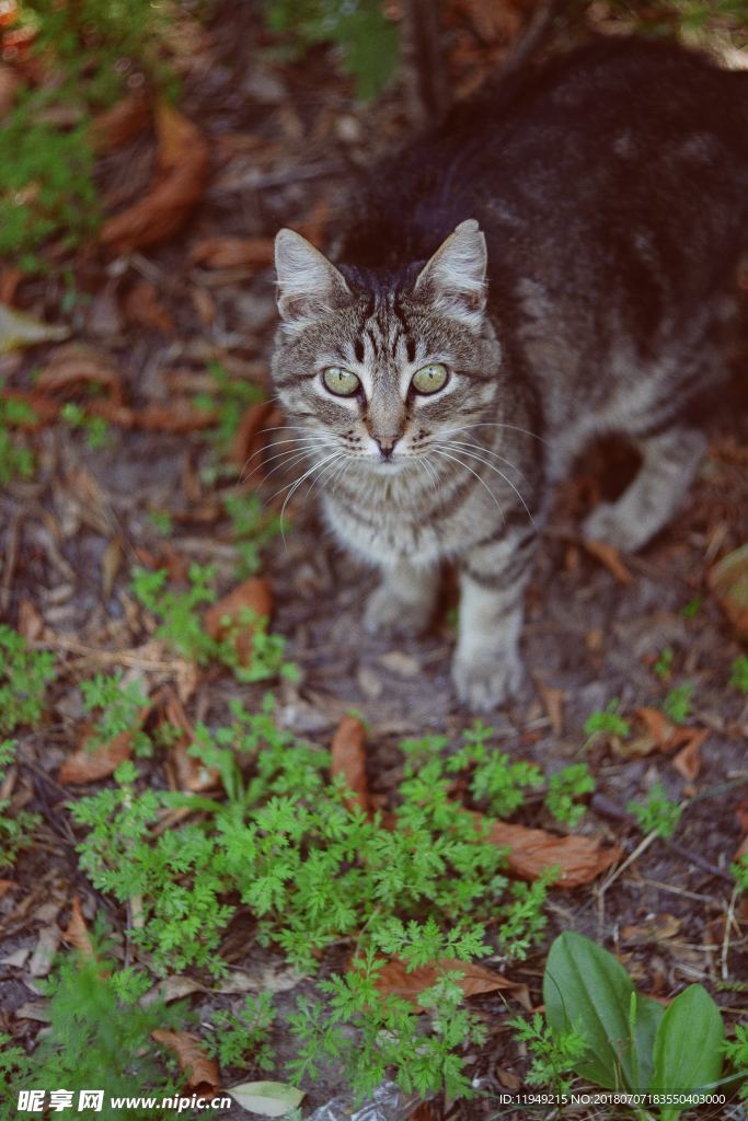 猫摄影图片   宠物写真壁纸