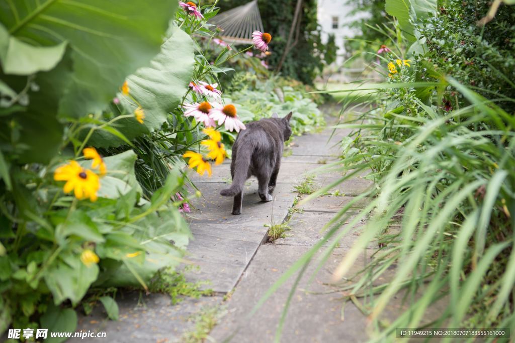 猫摄影图片   宠物写真壁纸