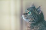 猫摄影图片   宠物写真壁纸