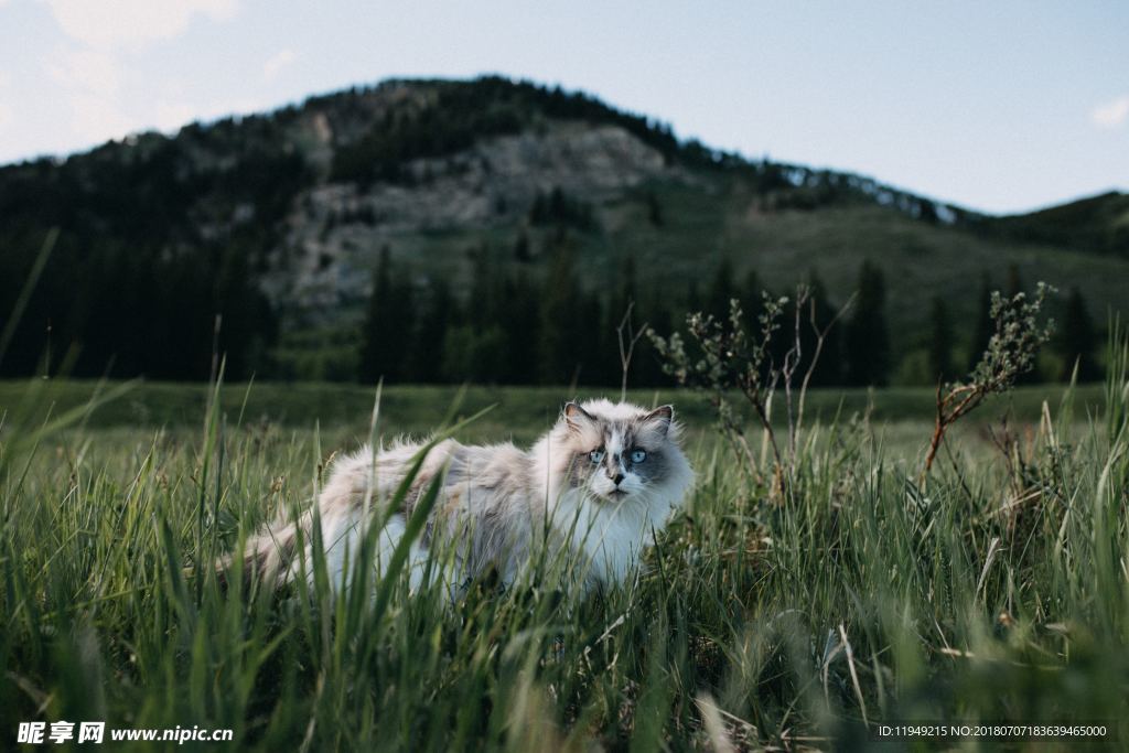 猫摄影图片   宠物写真壁纸