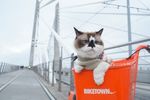 猫摄影图片   宠物写真壁纸