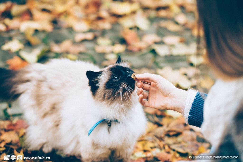 猫摄影图片   宠物写真壁纸