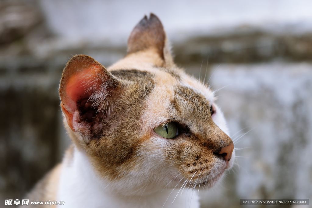 猫摄影图片   宠物写真壁纸