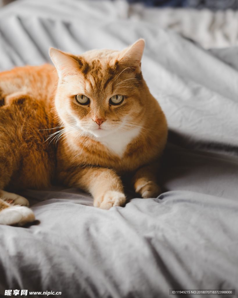 猫摄影图片   宠物写真壁纸