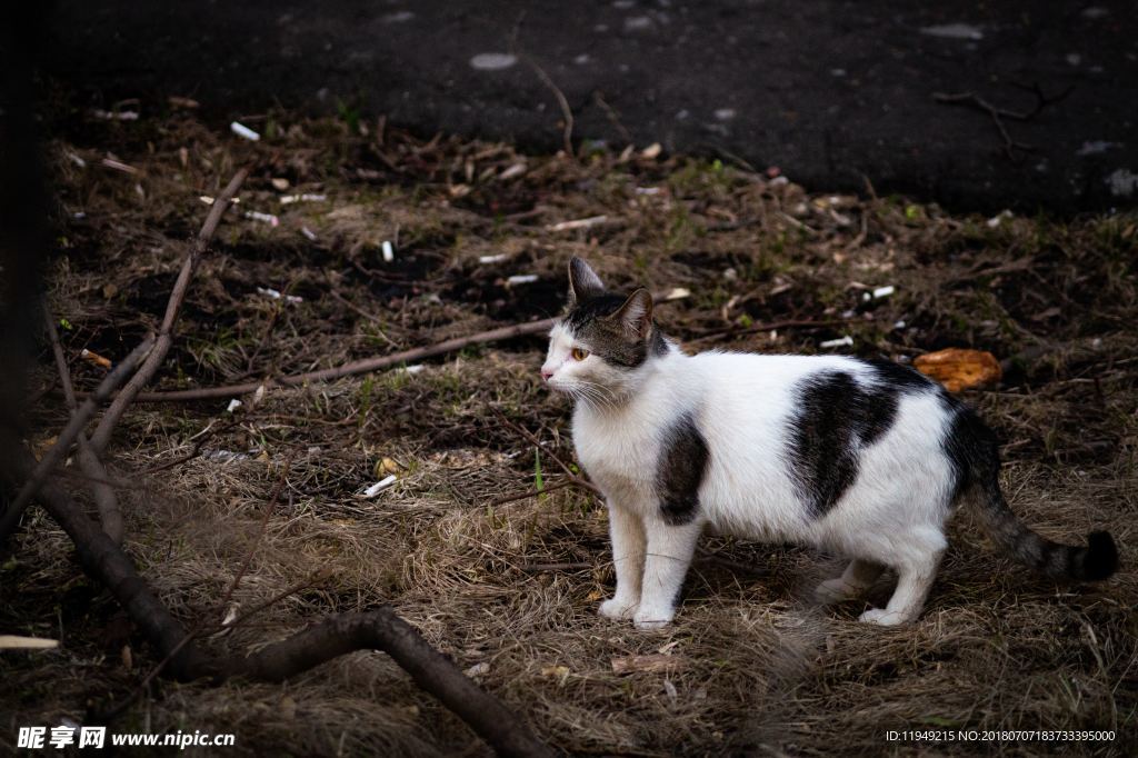 猫摄影图片   宠物写真壁纸