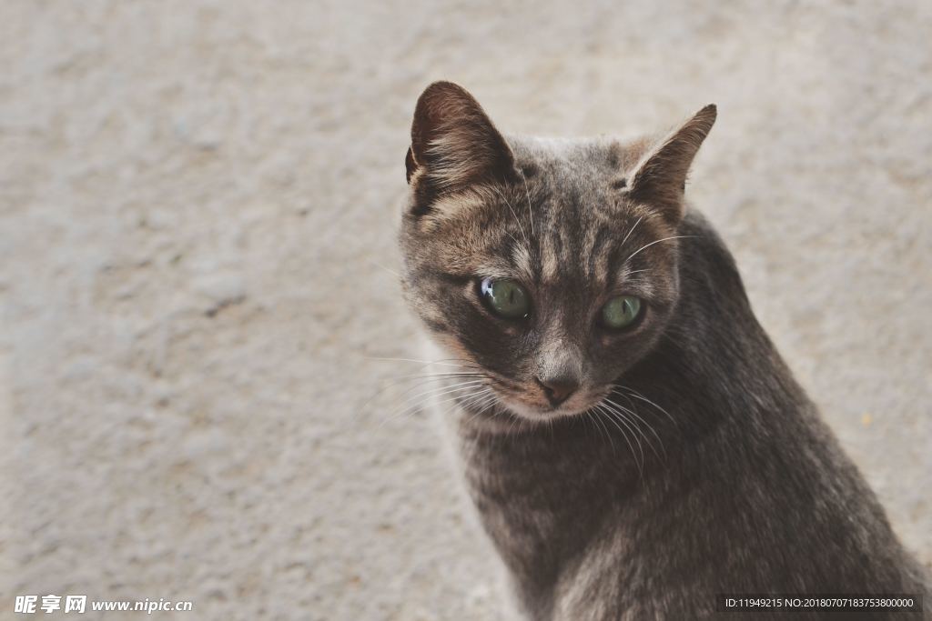 猫摄影图片   宠物写真壁纸